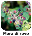 Mora di rovo